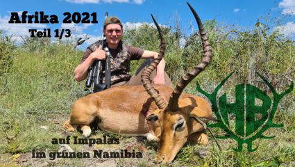 auf Impalas im grünen Namibia - Afrika Teil 1/3