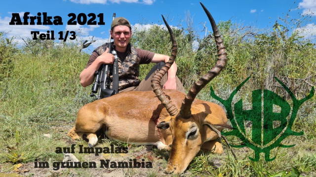 auf Impalas im grünen Namibia - Afrika Teil 1/3