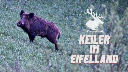 Der Keiler im Eifelland