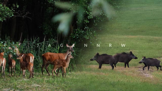 Sommer-Sauen mit Tom 1/2 – Rotwild und Schwarzwild satt