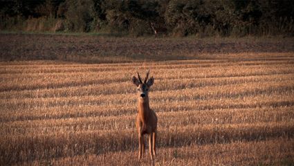 Blattzeit auf Hunt on Demand mit Huntingroom