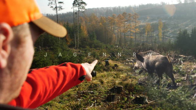 Sika-Drückjagd im Arnsberger Wald