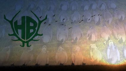 Gänsejagd, aber richtig! Die Jagd