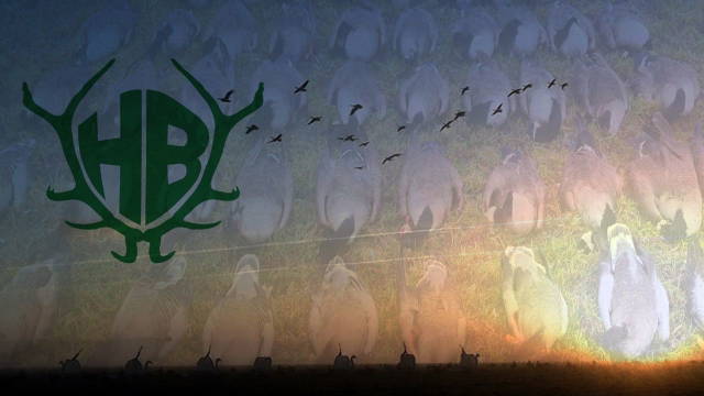 Gänsejagd, aber richtig! Die Jagd