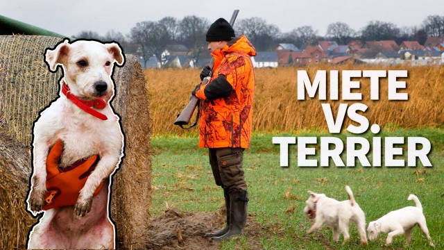 Raubwildjagd im Stroh