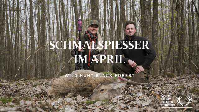Schmalspiesser im April