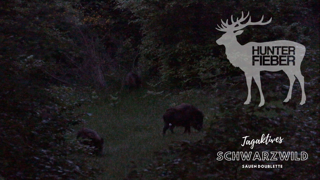 Tagaktives Rot I Schwarzwild I Sauen Doublette erlegt!