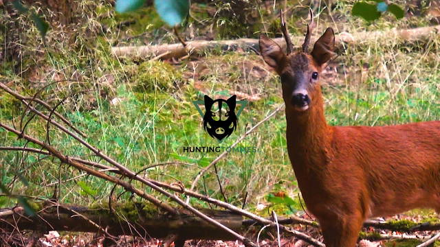 Blattjagd mit Freunden Teil 2