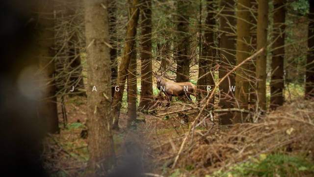Wildnisjagd in den Karpaten - auf urige Rothirsche - Teil 1