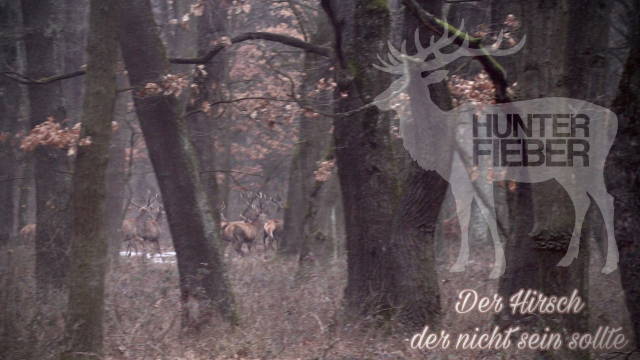 DER HIRSCH DER NICHT SEIN SOLLTE