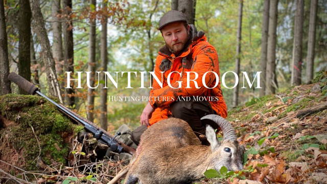 Muffelglück und Sauen auf Drückjagd 