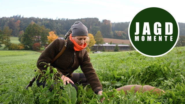 Herbstjagd mit Vicky im heimischen Revier | JagdMomente