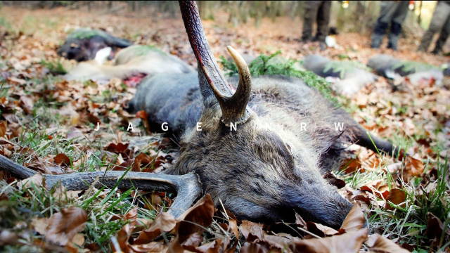 Hirschglück auf Sikadrückjagd im Sauerland