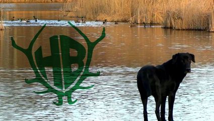 Entenjagd in Sachsen