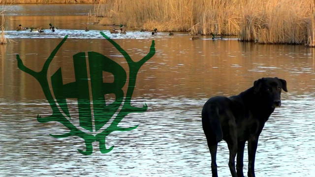 Entenjagd in Sachsen