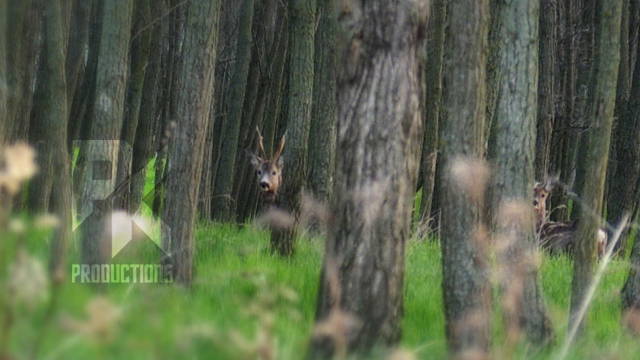 BOCKJAGD IM KOMITAT SZOLNOK 2022 - Teil 2