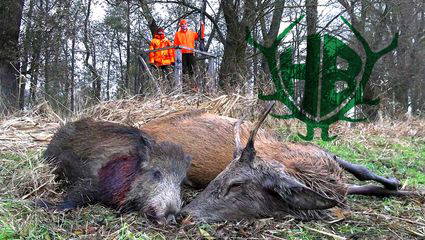 Schilfdrückjagd 4.0