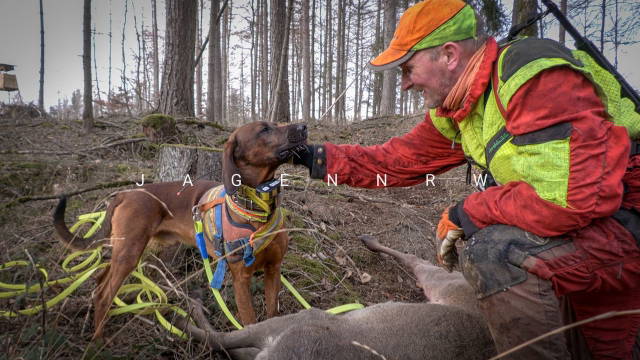 Nachsuche #5 - Der heranwachsende Schweißhund