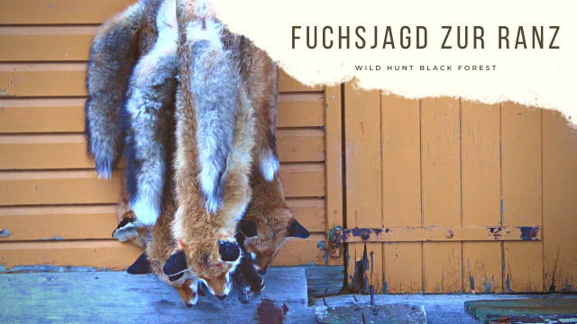 Fuchsjagd zur Ranz