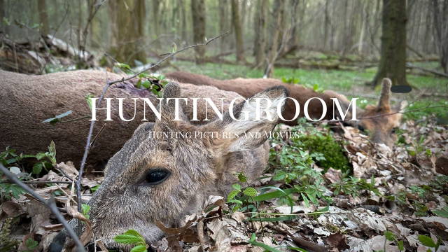 Bockjagd im April im Riesenforst