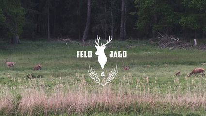 Kahlwildjagd in Brandenburg