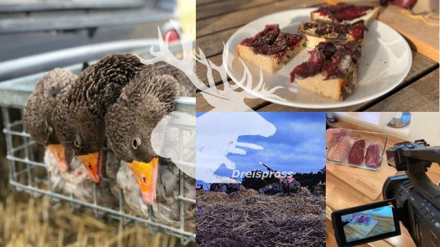 GÄNSEJAGD | Aufbau, Jagd und Verwertung