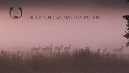 In Polen auf Bock- und Saujagd im Juli