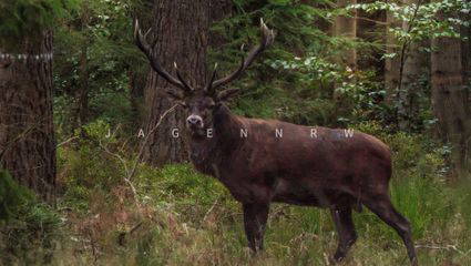 Der Hochzeits-Hirsch