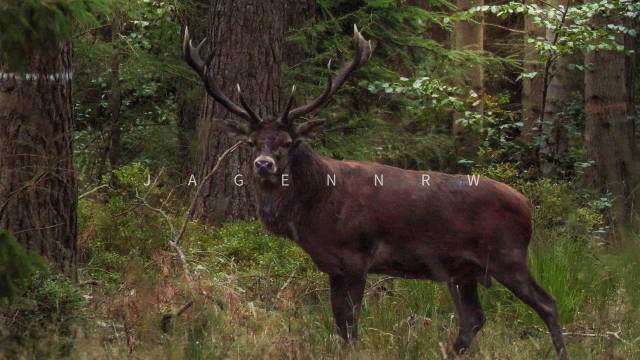 Der Hochzeits-Hirsch