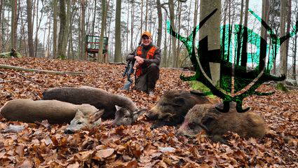 Drückjagd im Buchenwald