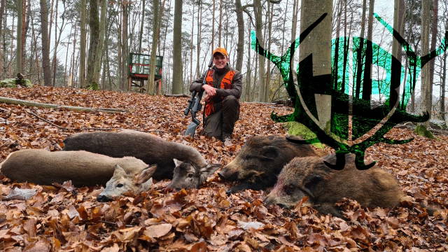 Drückjagd im Buchenwald