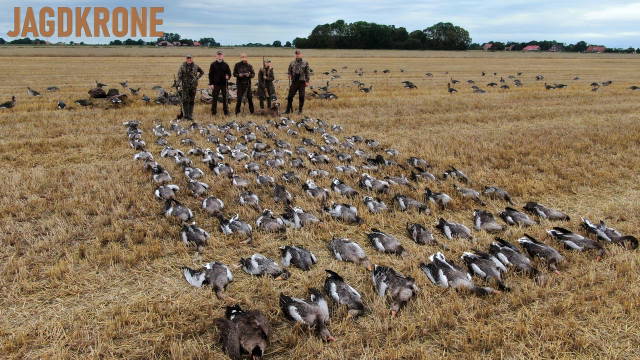Gänsejagd am Wattenmeer