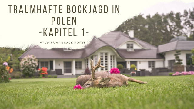 Traumhafte Bockjagd in Polen -Kapitel 1-