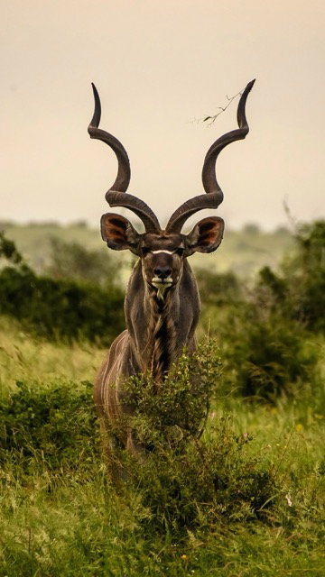 Afrika
