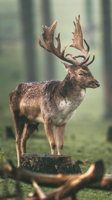 Damwild