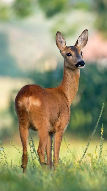 Rehwild