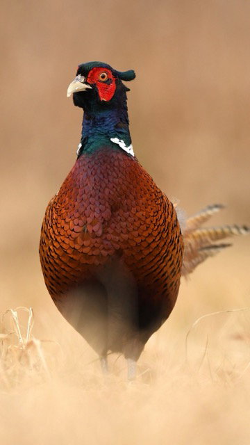 Niederwild