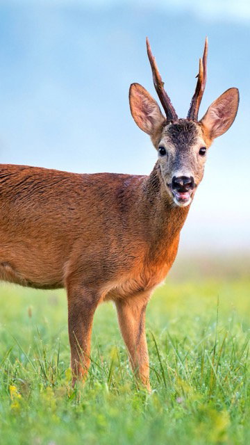 Bockjagd