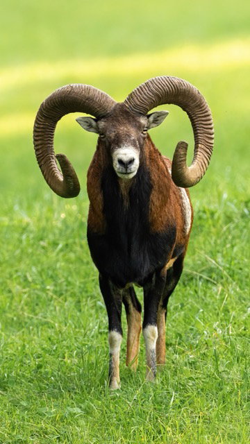 Muffelwild