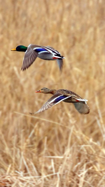 Flugwild