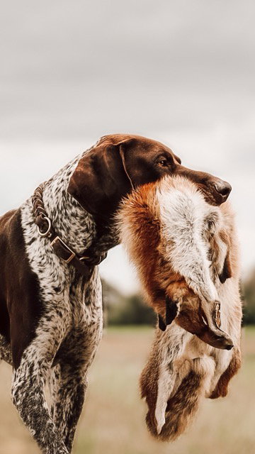 Hundewesen