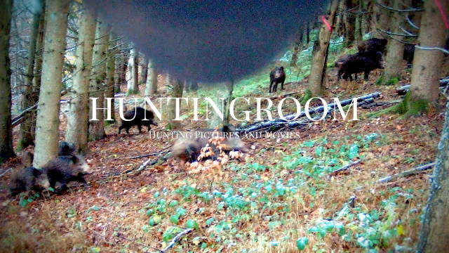 DRÜCKJAGD STORIES - Sauen im Huntingroom Revier 