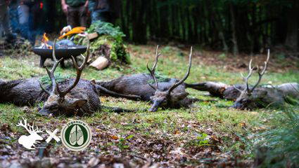 Jagd im Arnsberger Wald auf Sikawild in der Brunft