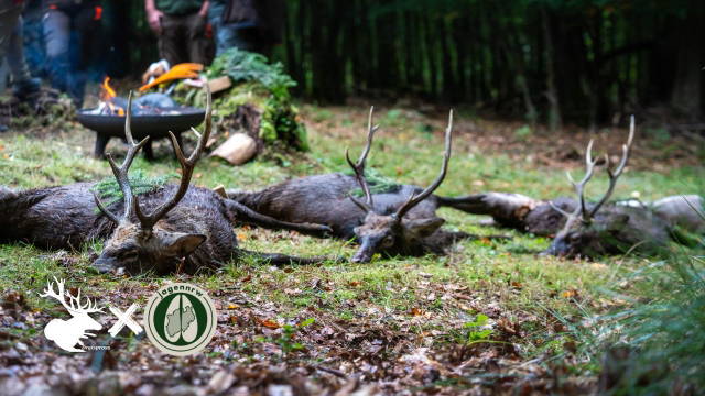 Jagd im Arnsberger Wald auf Sikawild in der Brunft