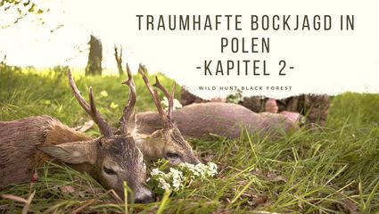 Traumhafte Bockjagd in Polen -Kapitel 2-