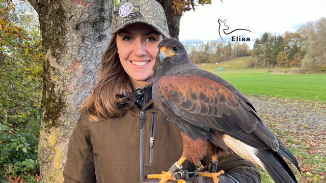 Gemeinschaftsbeize - die Jagd mit mehreren Falknern