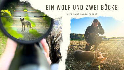 Ein Wolf und zwei Böcke