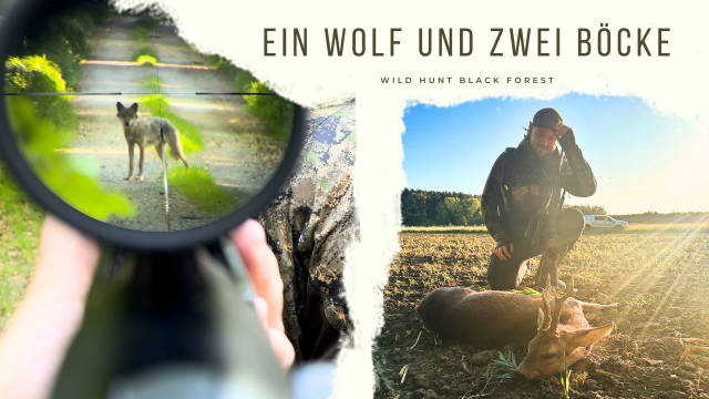 Ein Wolf und zwei Böcke