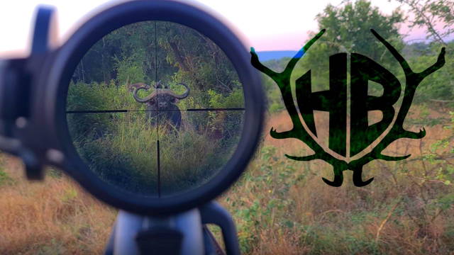 Büffeljagd im Zululand