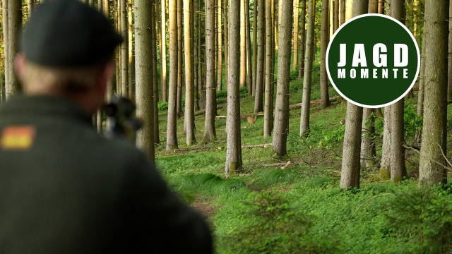 Jagen auf Pirsch und Ansitz im Frühjahr | JagdMomente